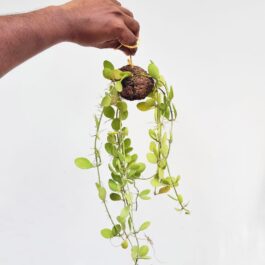 Dischidia oiantha (on hangable natural dried husk)