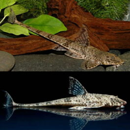 Whiptail catfish 2.5 inch ( 3 pcs)