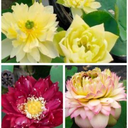 Yellow peony, Nannalin, octopus lotus tuber combo ( 3 lotus)