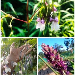 Thalia combo ( multi flora, genikulatta 2 types)