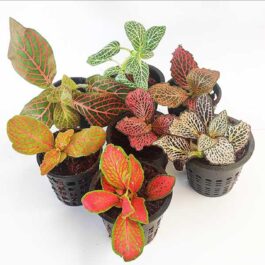 Fittonia/ nerve plant ( 20 different varieties)