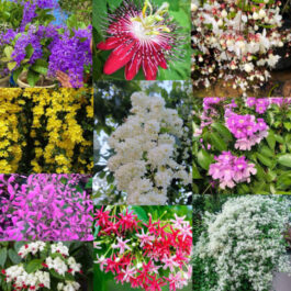 Customizable creeping plants (minimum 500/- worth from 30 varieties)