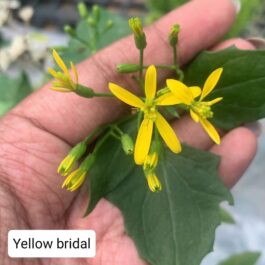 Customizable creeping plants (minimum 500/- worth from 30 varieties)