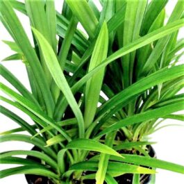 Ramba/ Biryani leaves/ Basmati leaves/Pandanus amaryllifolius (single plant)