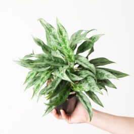 Aglaonema Grey Hound (single large plant)