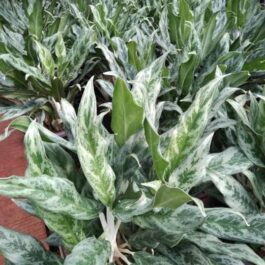 Aglaonema Grey Hound (single large plant)