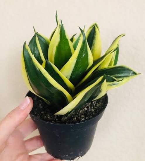 Sansevieria Hahnii Black Star (single plant) - Image 4