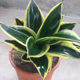 Sansevieria Hahnii Black Star (single plant)