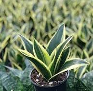 Sansevieria Hahnii Black Star (single plant) - Image 3