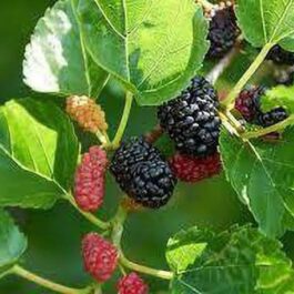 Indian Mulberry Plant (single plant)