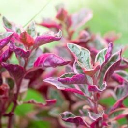 Alternanthera Calico Pink (single plant)