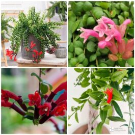 Hangable Lipstick plant combo (16 plants)