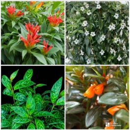 Hangable Lipstick plant combo (16 plants)