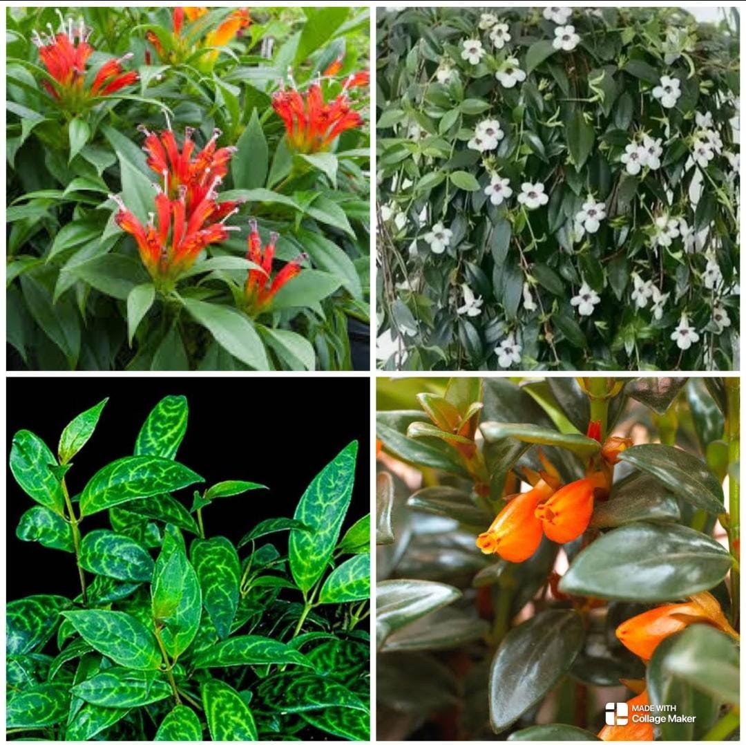 Hangable Lipstick plant combo (8 plants)