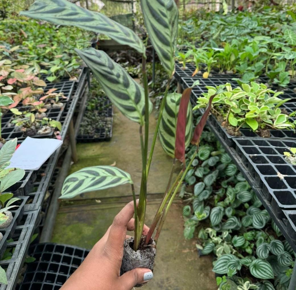 Calathea combo (7 plant varieties) - Image 9