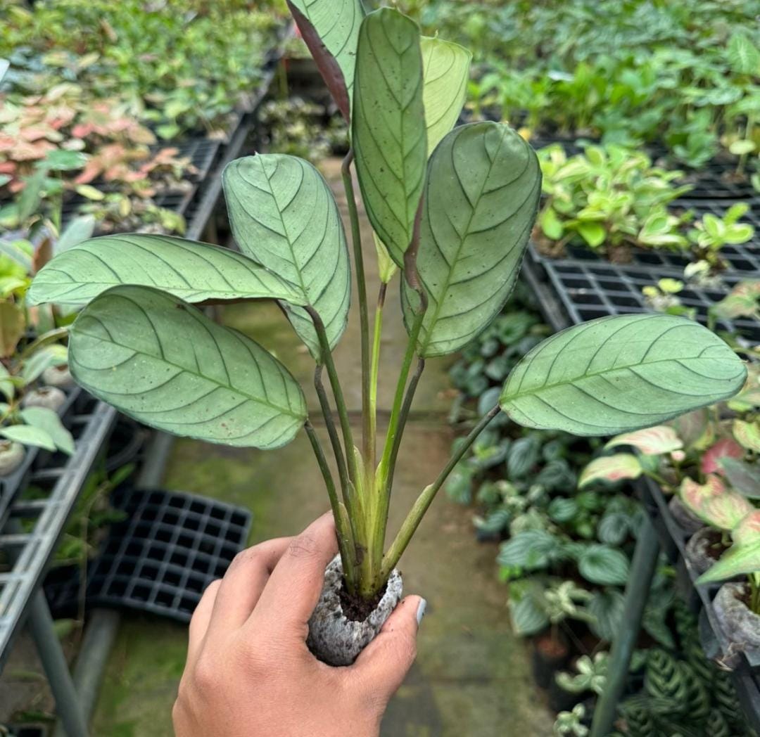 Calathea combo (7 plant varieties) - Image 8