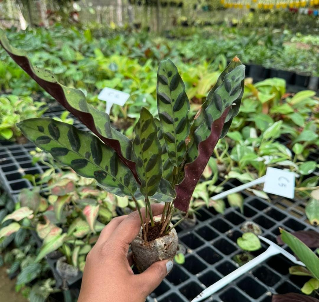 Calathea combo (7 plant varieties) - Image 7