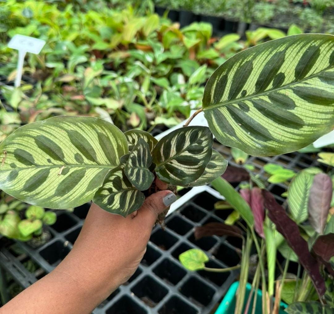 Calathea combo (7 plant varieties) - Image 5