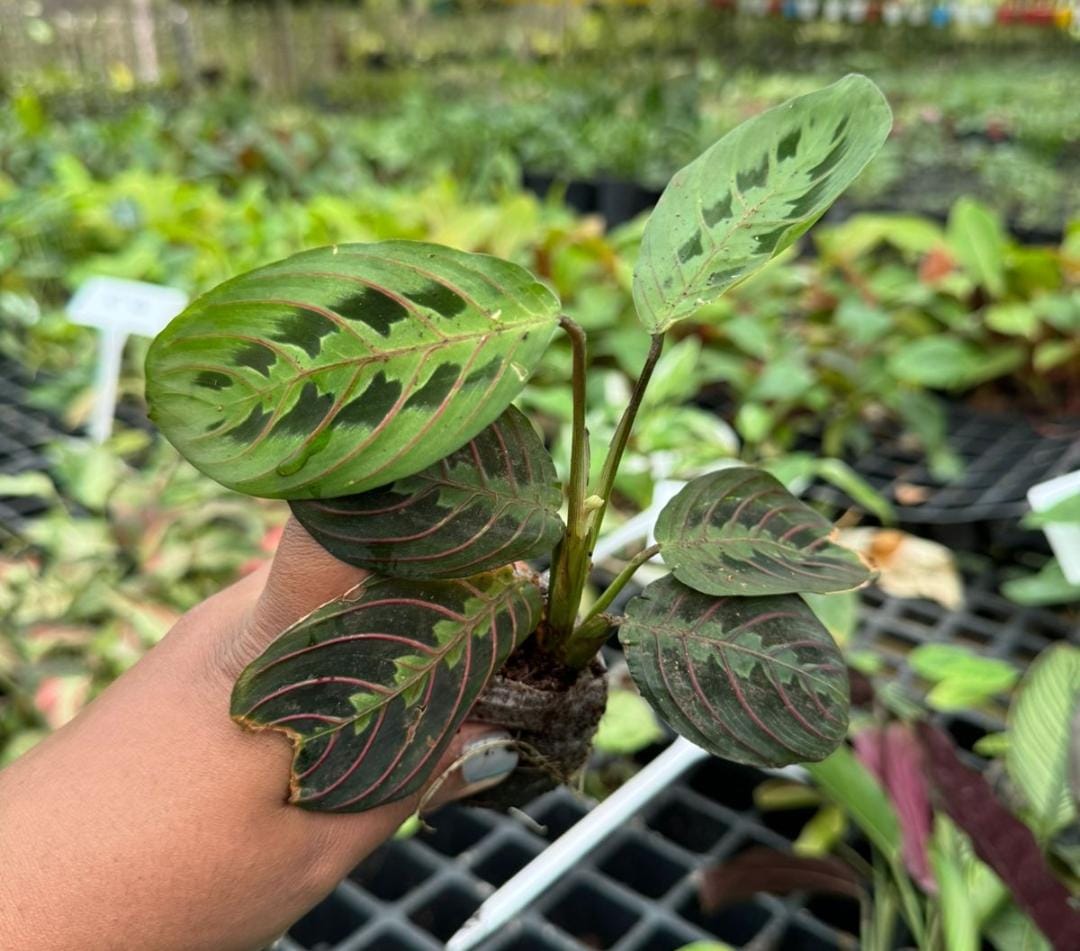 Calathea combo (7 plant varieties) - Image 4