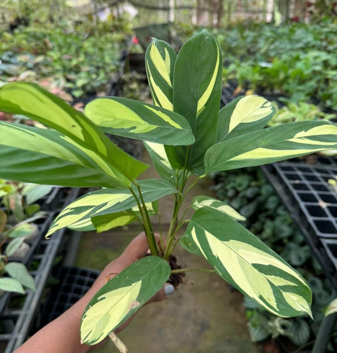 Calathea combo (7 plant varieties) - Image 3