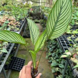 Calathea combo (7 plant varieties)