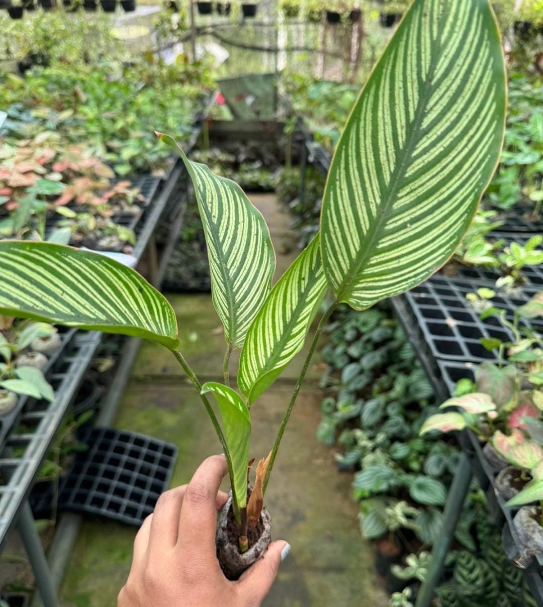 Calathea combo (7 plant varieties) - Image 2