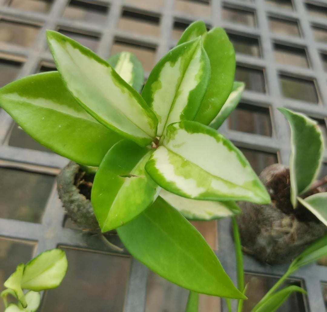 Variegated hoya combo (5 different plants) - Image 6