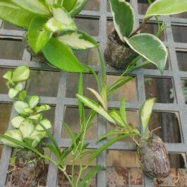 Variegated hoya combo (5 different plants)