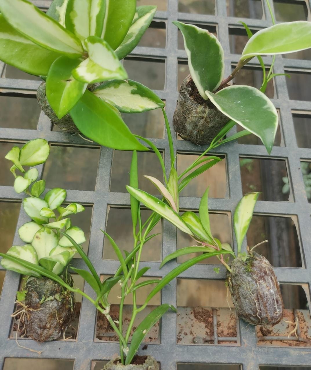 Variegated hoya combo (5 different plants)
