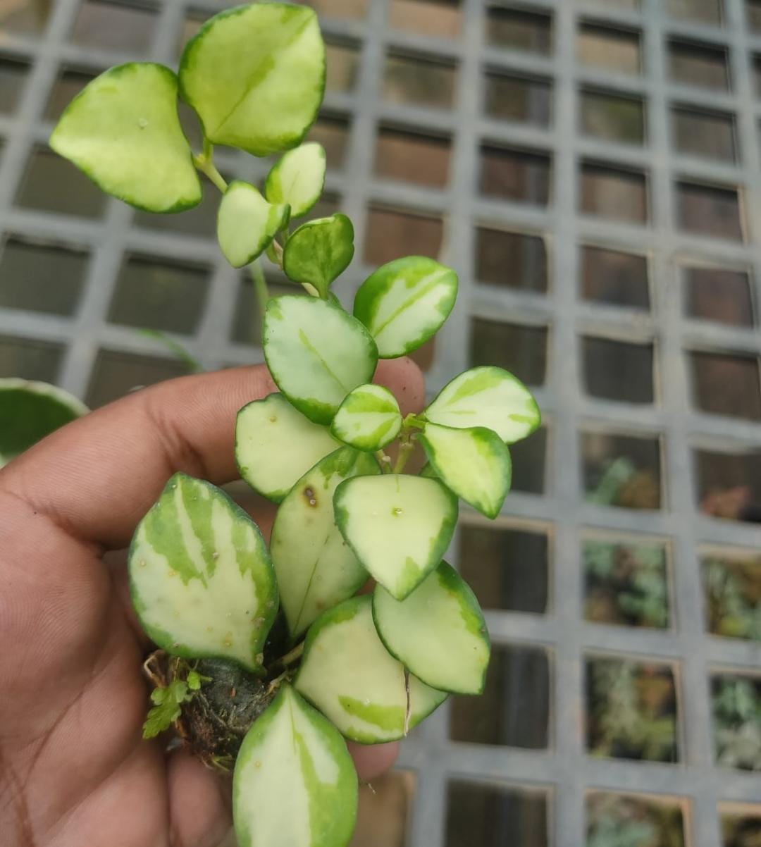 Variegated hoya combo (5 different plants) - Image 4