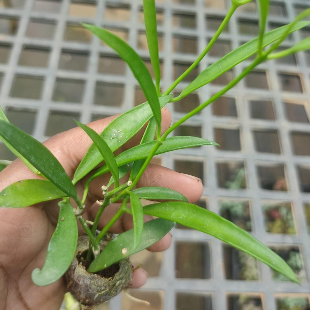 Variegated hoya combo (5 different plants) - Image 3