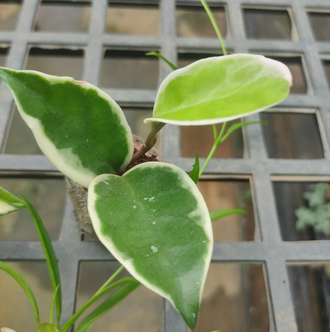 Variegated hoya combo (5 different plants) - Image 5