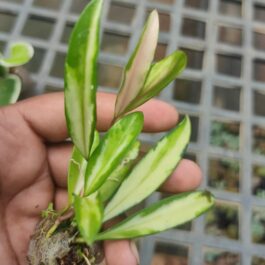Variegated hoya combo (5 different plants)