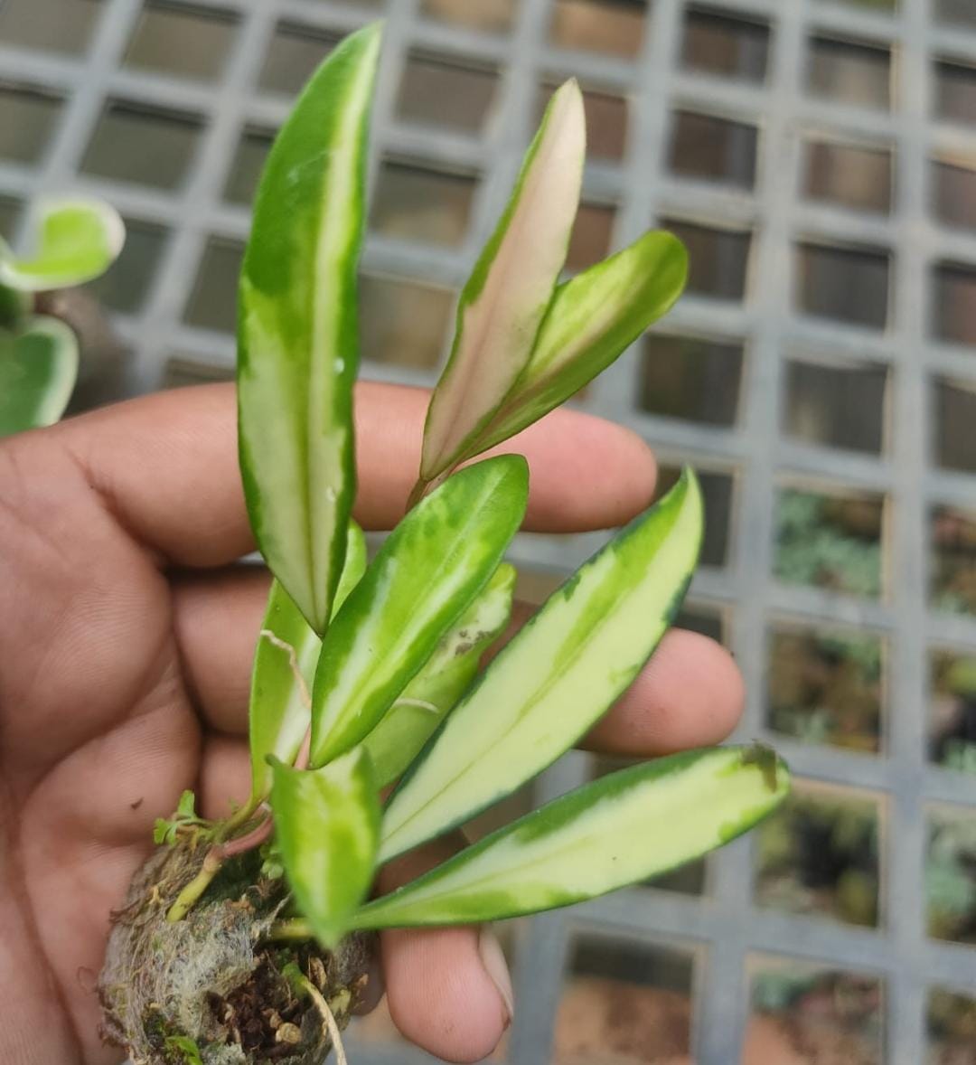 Variegated hoya combo (5 different plants) - Image 2