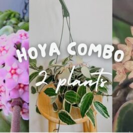 Azalea &exotic hoya combo (4 plants in total)