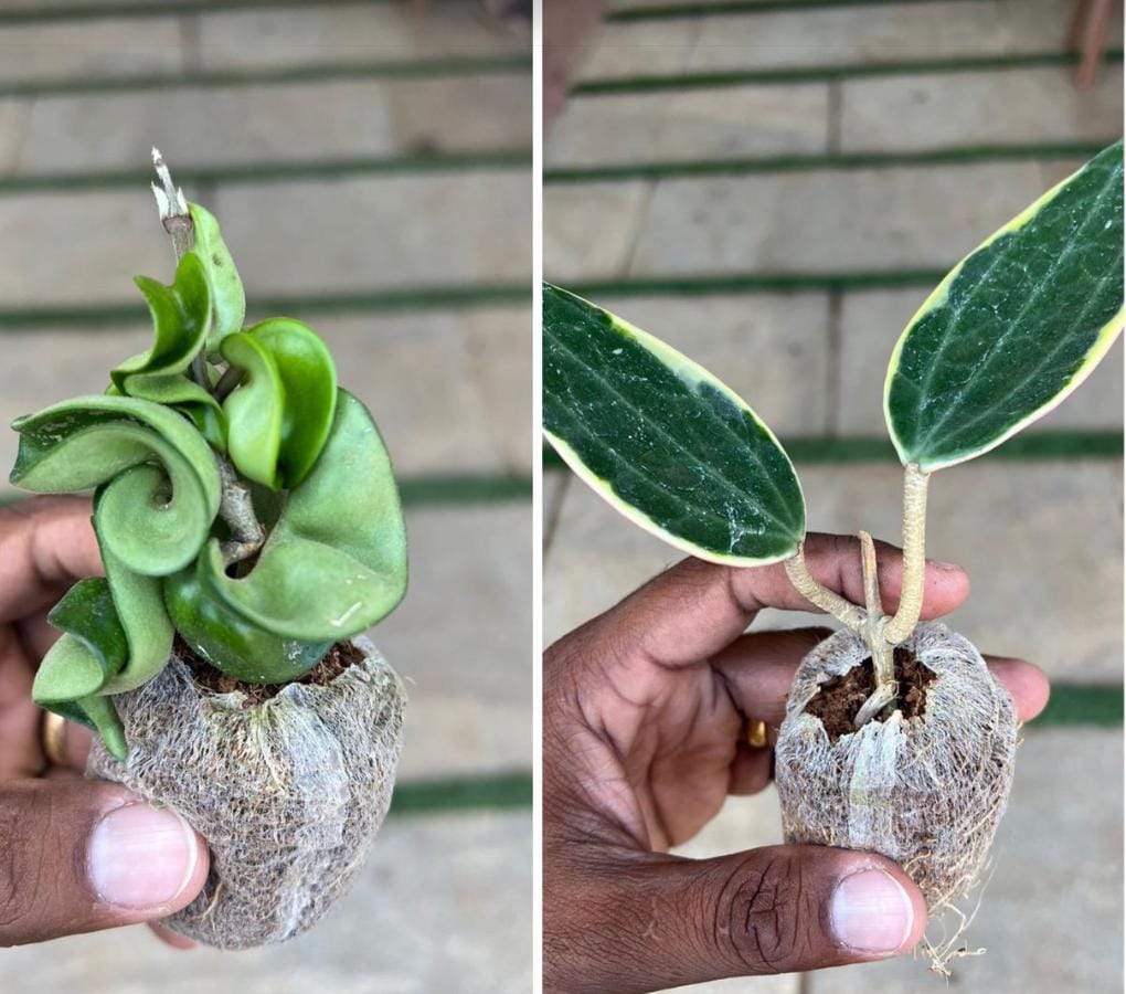 Azalea &exotic hoya combo (4 plants in total) - Image 6