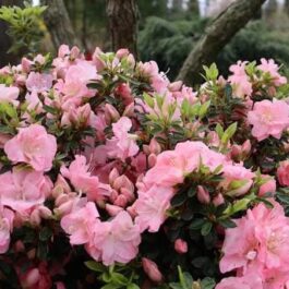 Azalea &exotic hoya combo (4 plants in total)