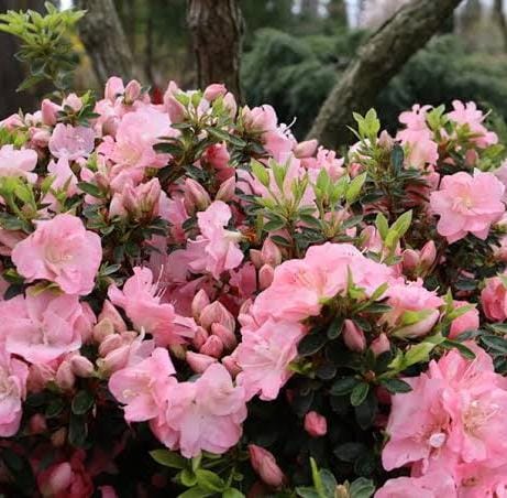 Azalea &exotic hoya combo (4 plants in total) - Image 2