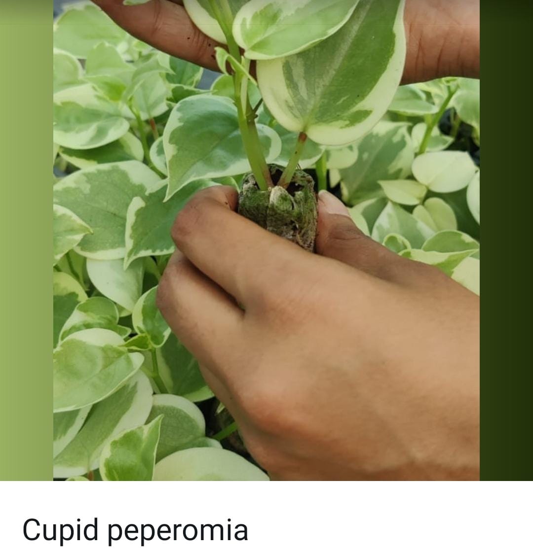 Peperomia combo (10 varieties) - Image 11
