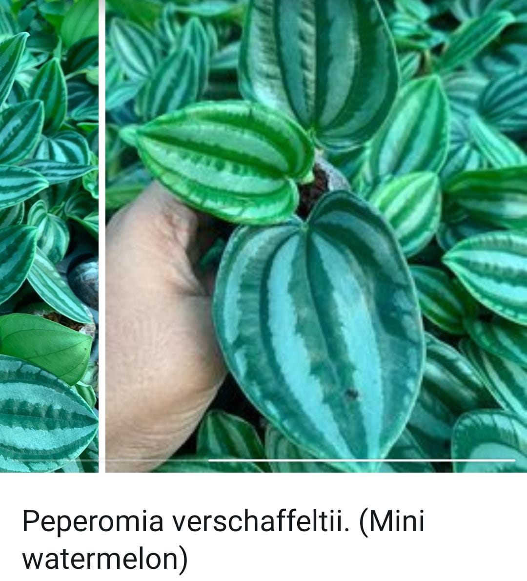 Peperomia combo (10 varieties) - Image 9