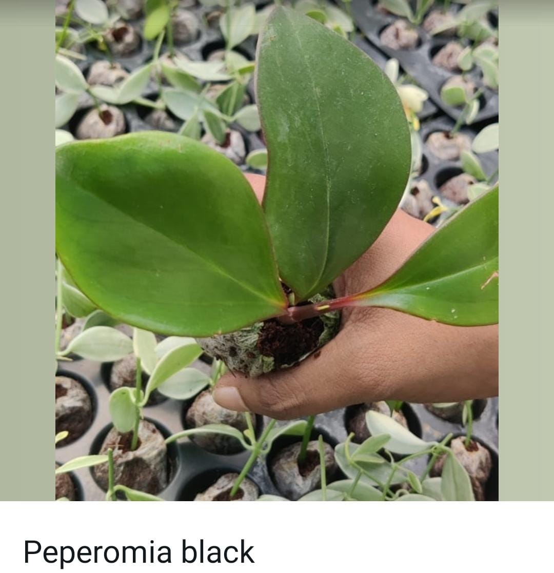 Peperomia combo (10 varieties) - Image 10