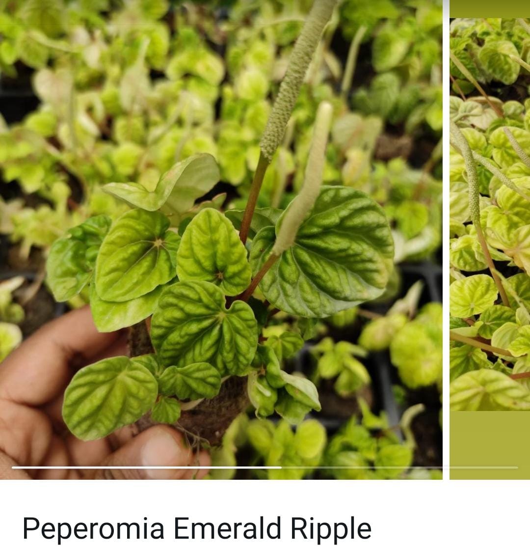 Peperomia combo (10 varieties) - Image 7