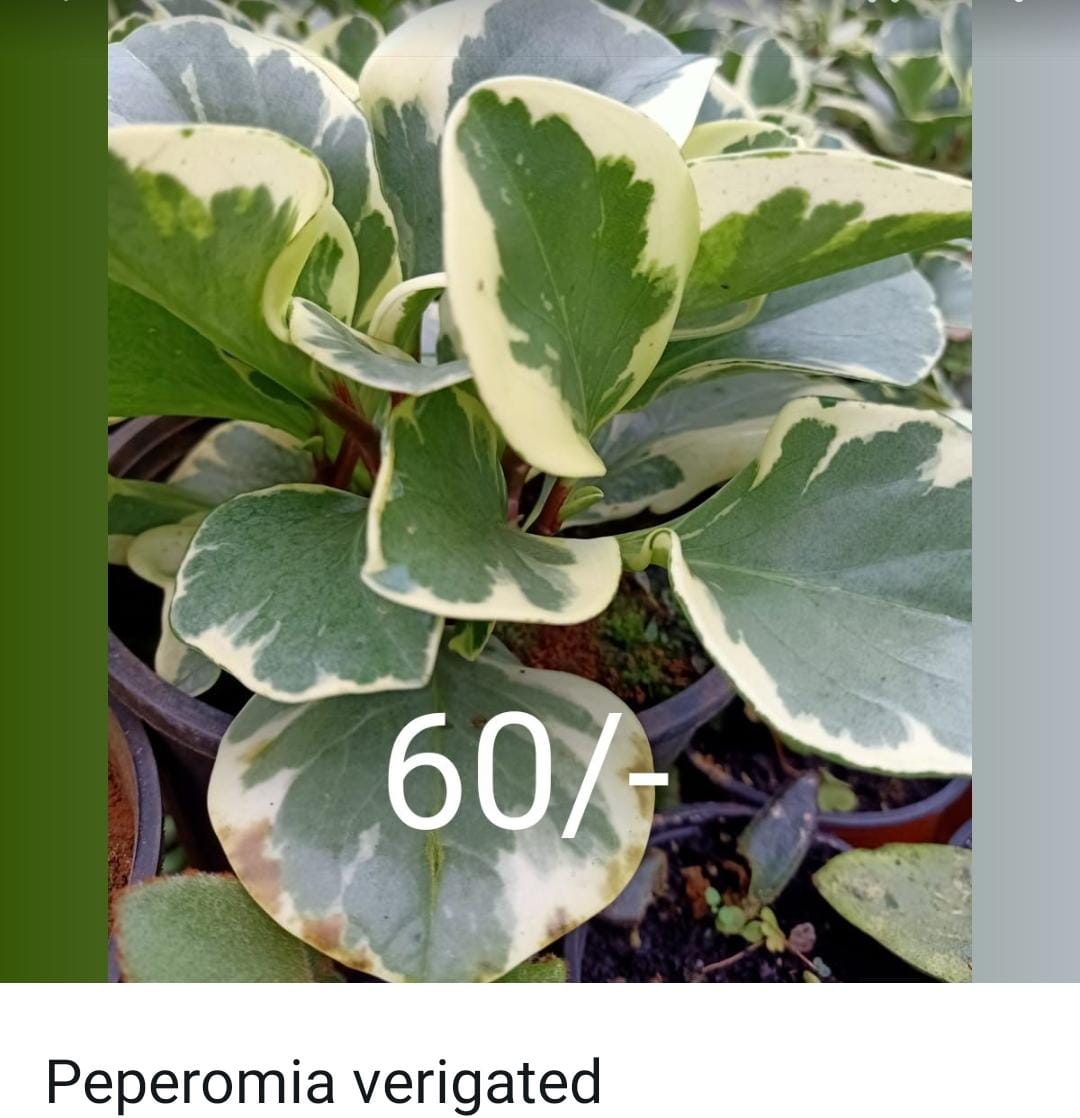 Peperomia combo (10 varieties) - Image 8