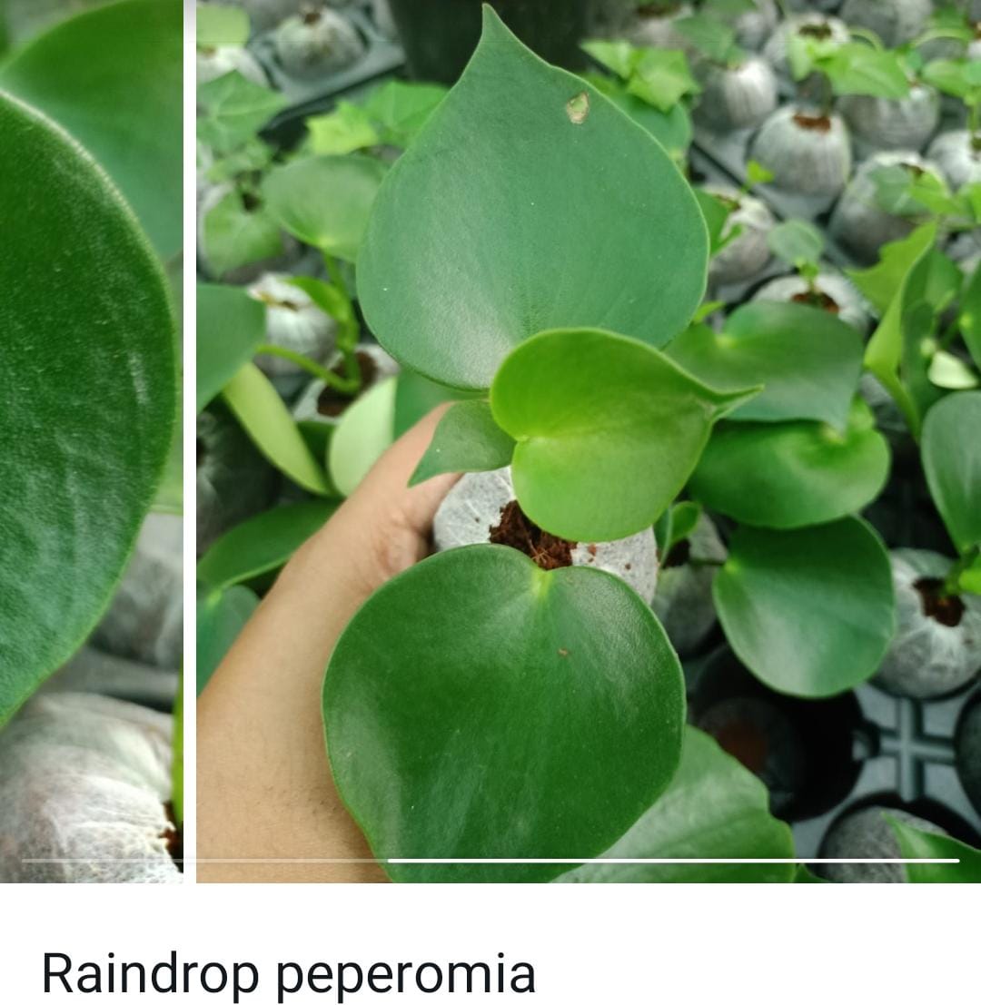 Peperomia combo (10 varieties) - Image 5