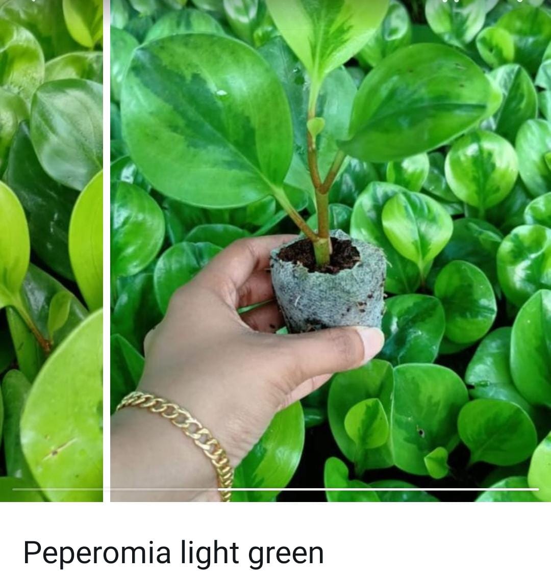 Peperomia combo (10 varieties) - Image 4