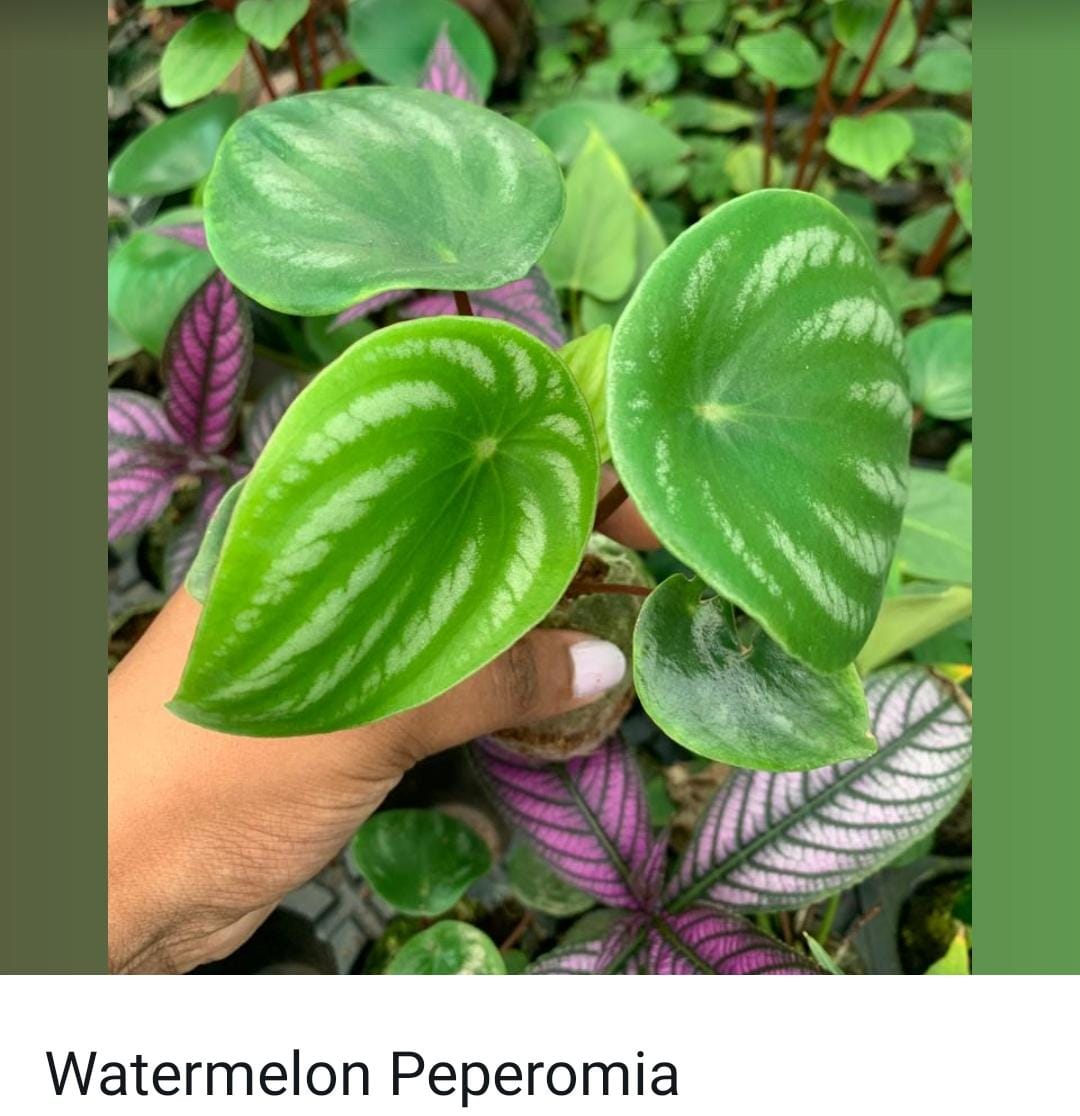 Peperomia combo (10 varieties) - Image 6