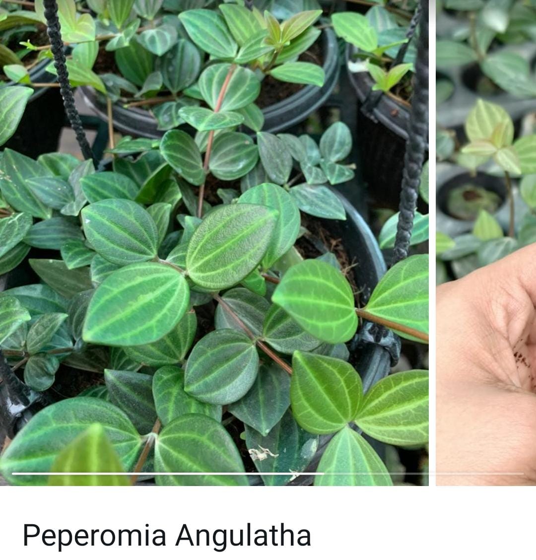 Peperomia combo (10 varieties) - Image 3