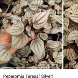 Peperomia combo (10 varieties)