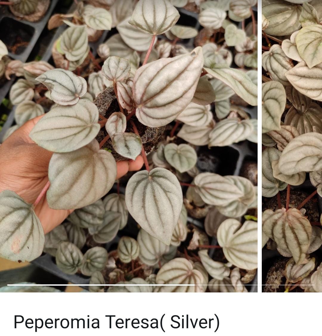 Peperomia combo (10 varieties) - Image 2