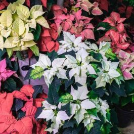 Poisettia ( 6 colour combo)